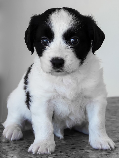 puppy, dog, pet, cute, baby, animal, sweet, adorable, gray dog, gray animals, gray puppy, gray pets, puppy, puppy, puppy, puppy, nature, puppy, dog, dog, dog